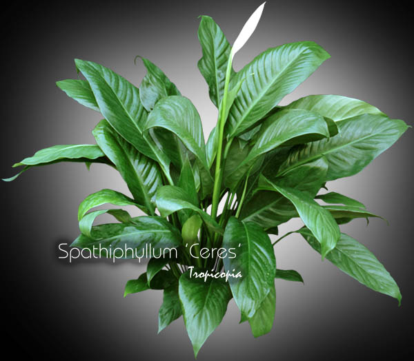 Spathiphyllum - Spathiphyllum 'Ceres' - Peace lily